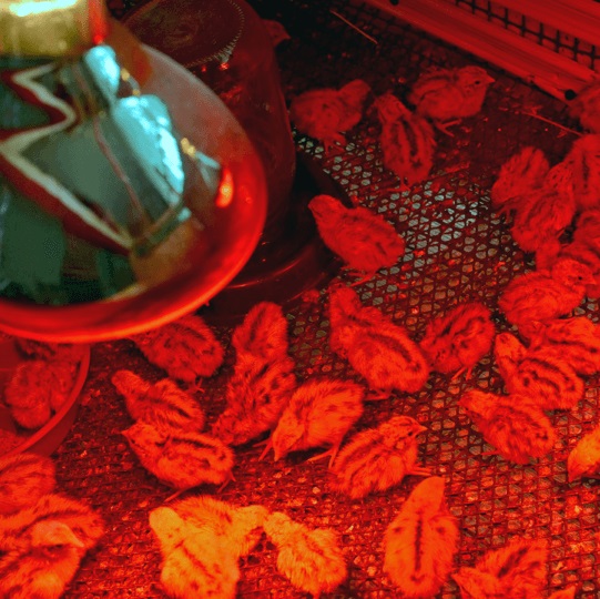 LAMPADA INFRA VERMELHO SECAGEM 250W E-27 220V - Foto 1